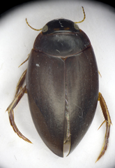 Agabus bipustulatus