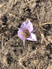Calochortus macrocarpus macrocarpus