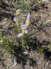 Penstemon jamesii
