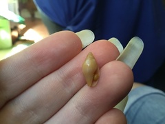 Mitridae