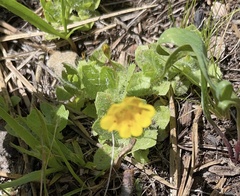 Erythranthe primuloides