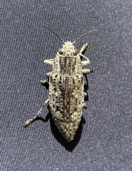 Chrysochroinae