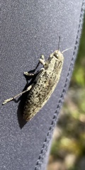 Chrysochroinae