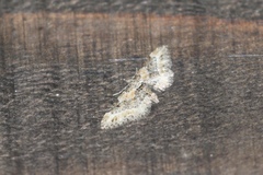 Eupithecia rotundopuncta
