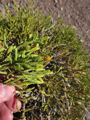 Parastrephia quadrangularis