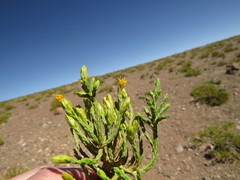 Parastrephia quadrangularis