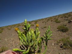 Parastrephia quadrangularis