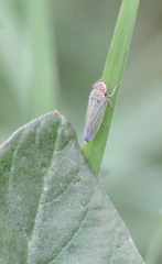 Xyphon reticulatum