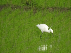 Egretta garzetta