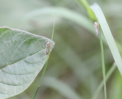 Xyphon reticulatum