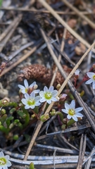 Lewisia triphylla