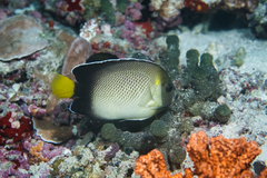 Apolemichthys xanthurus