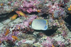 Chaetodon guttatissimus