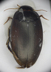 Agabus bipustulatus