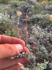 Artemisia arbuscula