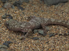 Phyllodactylus gerrhopygus