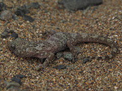 Phyllodactylus gerrhopygus