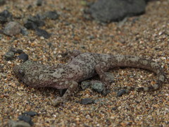 Phyllodactylus gerrhopygus