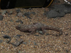 Phyllodactylus gerrhopygus