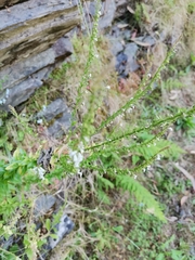 Anarrhinum duriminium