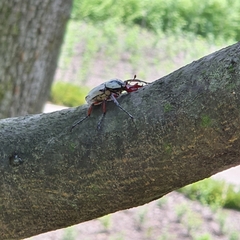 Dicronocephalus adamsi