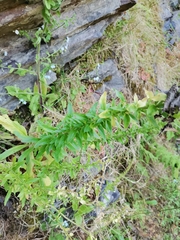 Anarrhinum duriminium