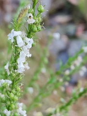 Anarrhinum duriminium