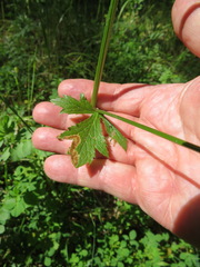 Phytomyza saniculae