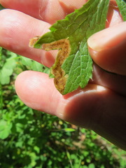 Phytomyza saniculae