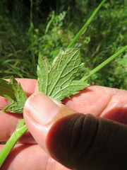 Phytomyza saniculae
