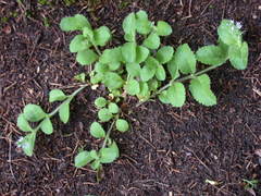 Veronica officinalis