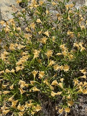 Diplacus grandiflorus