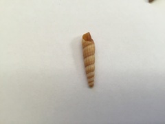 Terebridae
