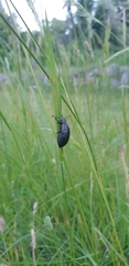 Arima marginata