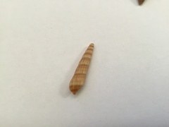 Terebridae