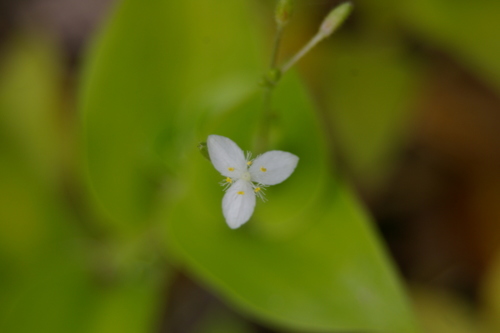 Image of Gibasis geniculata by no rights reserved