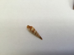 Terebridae