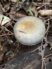 Cortinarius calaisopus