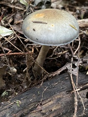 Cortinarius calaisopus