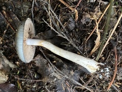 Cortinarius calaisopus