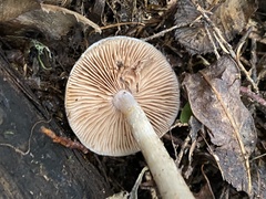 Cortinarius calaisopus