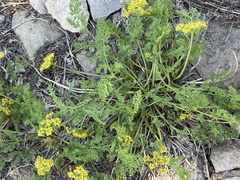 Cymopterus terebinthinus