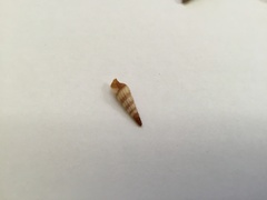 Terebridae