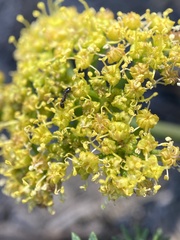Cymopterus terebinthinus