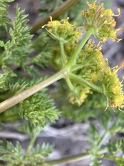 Cymopterus terebinthinus