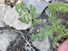 Cymopterus terebinthinus