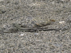 Microlophus quadrivittatus