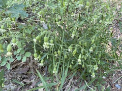 Silene lemmonii