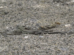 Microlophus quadrivittatus