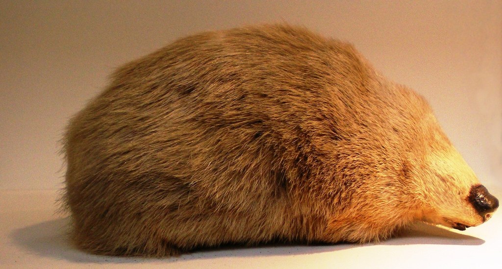 Chrysospalax